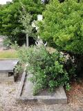 image of grave number 452080